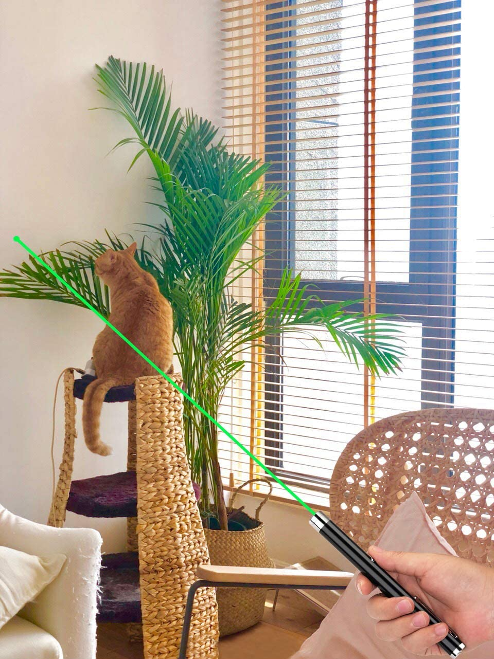 Orange cat on woven stand, hand holding laser pointer, green beam, plants, window blinds nearby.