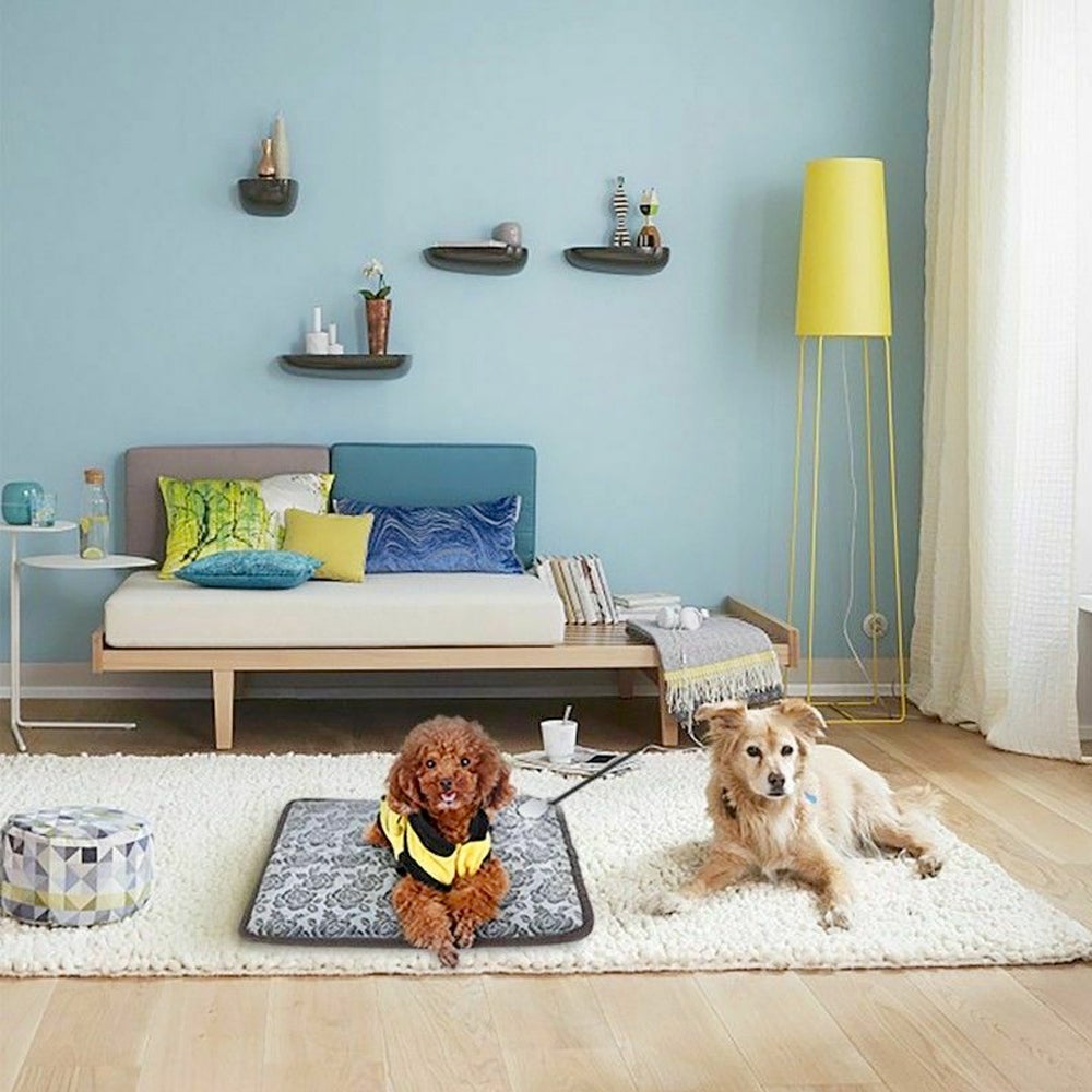 Two dogs on a fluffy rug in a cozy room with blue walls, colorful cushions, and a yellow lamp.