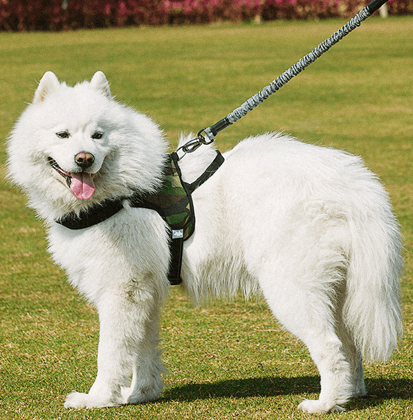 Ultimate Freedom Dog Leash &amp; Harness Combo-0