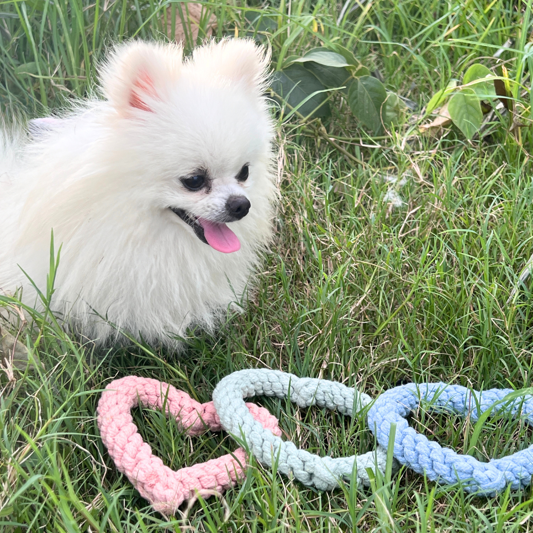 Sweetheart Macarons &amp; Bear Hugs Collection Dog Toys-2