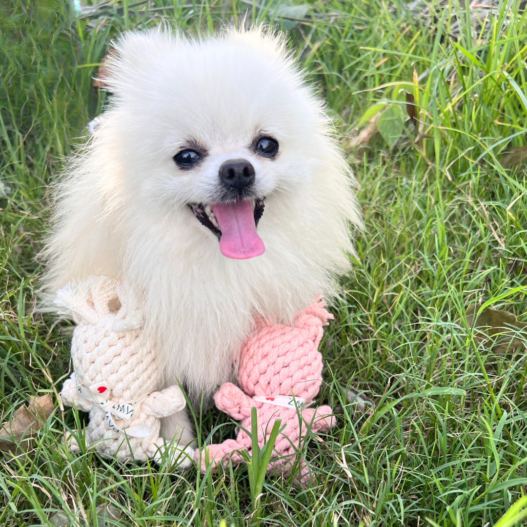 Sweetheart Macarons &amp; Bear Hugs Collection Dog Toys-3