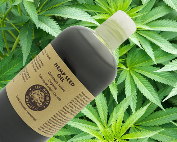 Bottle of hemp seed oil on a background of lush green hemp leaves.
